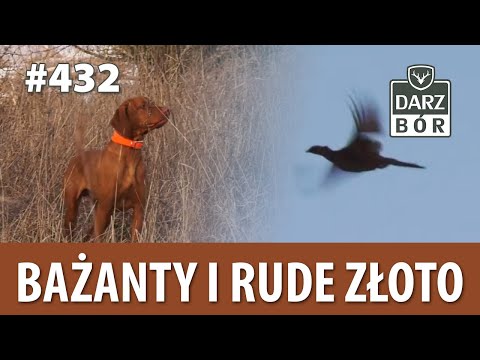 Darz Bór odc. 432 Bażanty i rude złoto