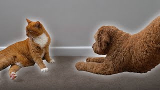 I taught my dog to bow for my cat