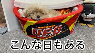 シニア犬と暮らす共働き中年夫婦の素朴な暮らし　トイプードル／節約