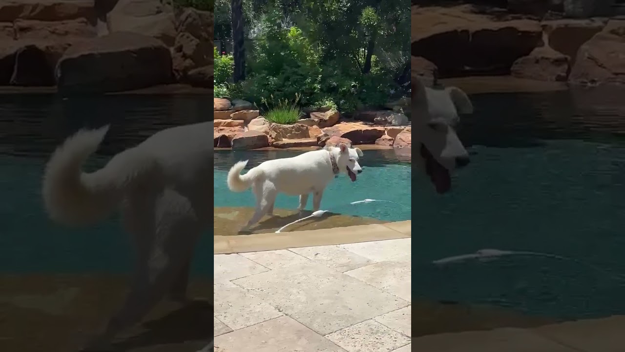 Angel, a Adoptable mixed breed in Parker, CO video 5/6