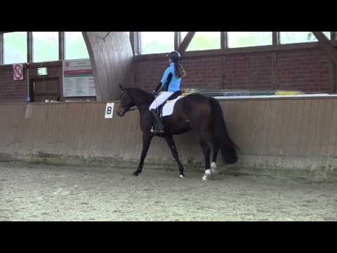 PVA Stute v. Fürst Romancier geb. 2010 - 1,70m, Reitpferde einsatzbereit