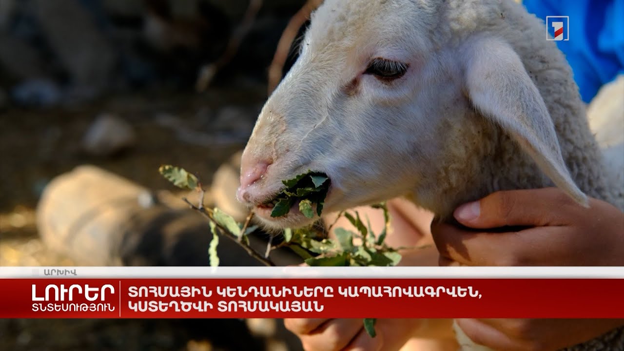 Տոհմային կենդանիները կապահովագրվեն, կստեղծվի տոհմակայան