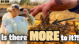WHY Wouldn’t These Hives Accept NEW QUEENS?! Beekeeping 101 #beekeeping