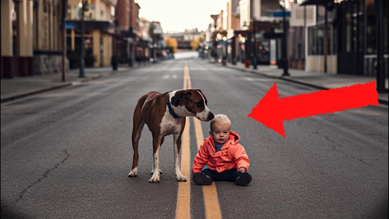 Cachorro Perdido Protege Criança Durante a Noite, e a Reação da Família Vai Aquecer Seu Coração