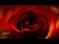 ♥ Armik ~ Rosas Del Amor♥
