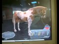 My PC horse games 