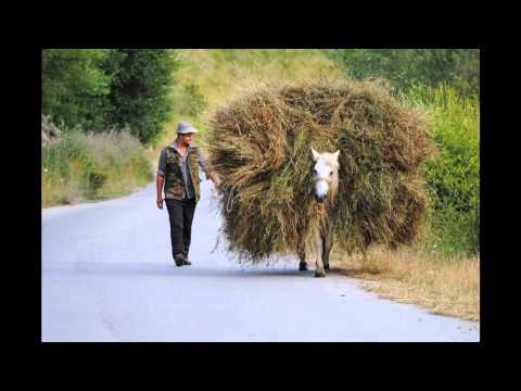 Fejzo-Brenoli--Rasimova