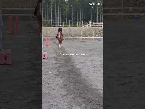 , title : 'maailman kaunein ravi❤️ #horse #horseriding #horsepower'