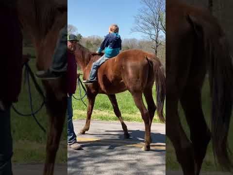 TSP LOT# 2707 - TB - 3 YO - 16.2 H - $1200 - (NO TATTOO)