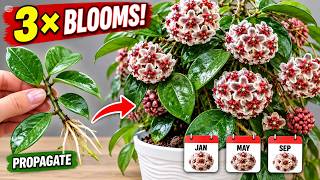 Download lagu Hoya Blooming 3 Times a Year! Propagation Secrets You May Not Know mp3 Download lagu Hoya Blooming 3 Times a Year! Propagation Secrets You May Not Know mp3