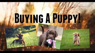 Where to look to buy a puppy! // Where to look online for a puppy // Finding a puppy
