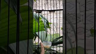 Download lagu KENARI malas bunyi, Terapi untuk kenari masteran canary #canarysingtraining #kanareyka #canário mp3