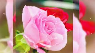 Download lagu ROMANCE - KU INGIN KAMU mp3