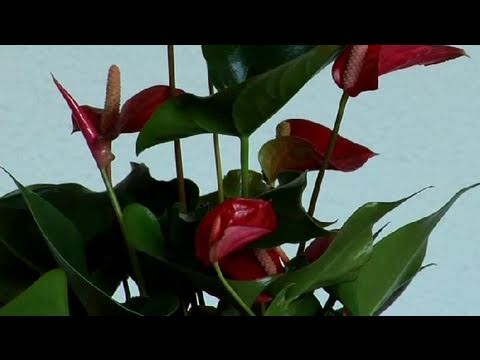 download lagu mp3 mp4 Anthurium En Espaol, download lagu Anthurium En Espaol gratis, unduh video klip Anthurium En Espaol