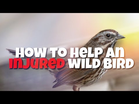 How to Help A Baby/Injured Bird?