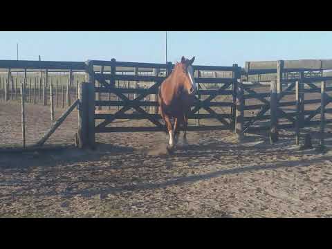 VENDO POTRO CRUZA CUARTO DE MILLA  👉2245-505062👈