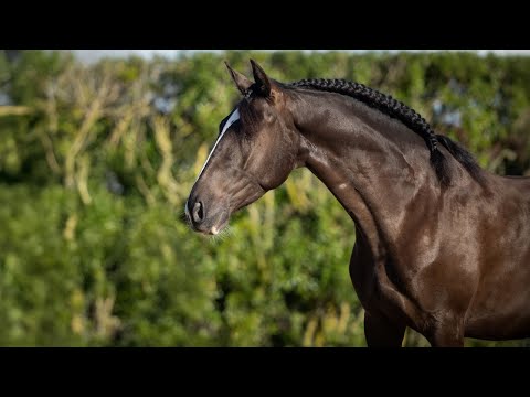 Horse for Sale | Striking Piro Free Lusitano Gelding: Talented & Motivated with Good Mind (REF#1064)