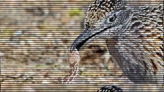 La course du grand geocoucou - Ground Cuckoo Snake Killer