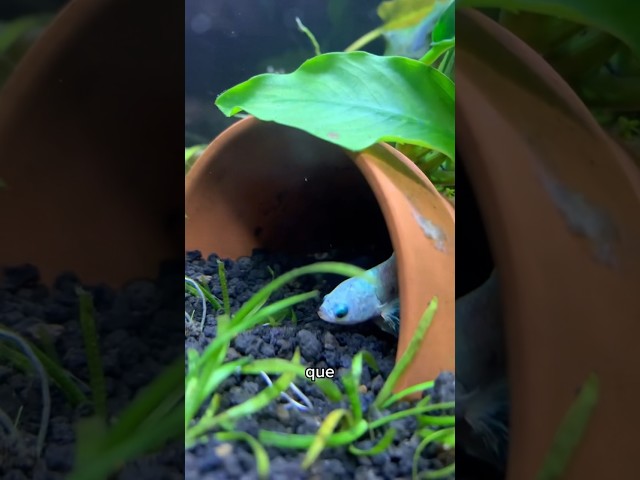 Vídeo relacionado con Pecera para Betta | Decoración del Terrario para Peces Transparentes | Acuario Betta - para Anfibios, Reptiles, Ranas, Cangrejos De Río