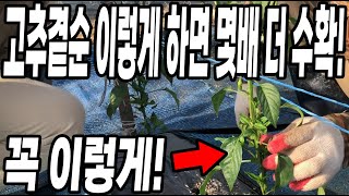 고추곁순 이렇게 하면 고추몇배 더 따요! 고추에 병이 없을라면 꼭! 하세요