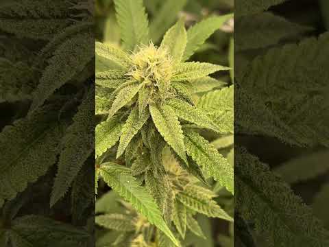 Phinest genetics - PB Soufflé