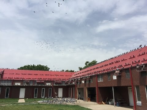 Corabia FCI One Loft Race 2016-Antrenament Nr.5--50 Km