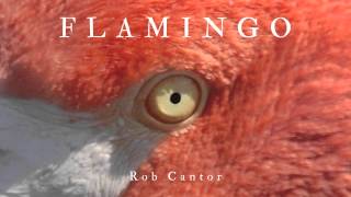 FLAMINGO - Rob Cantor (AUDIO ONLY)