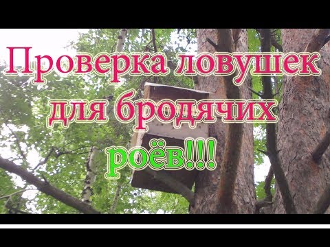 ПРОВЕРКА ЛОВУШЕК для бродячих роёв.СУПЕР ОТЛИЧНЫЙ УЛОВ!!! Beekeeping🔥🔥🔥.