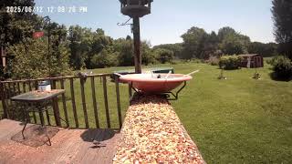 Archive Files of Birdbath Cam Compilation 20250613 B