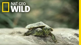 What Causes Animals To Be Born With Two Heads | Nat Geo Wild