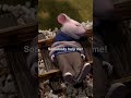 One Of Our All Time Favorites Stuart Little 1999