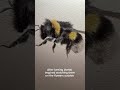 I hope he brings you some joy today #bees #wildlifedrawing #mindfullness #beewatching #joy #art