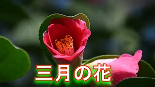 Download lagu 三月の花 mp3 Download lagu 三月の花 mp3