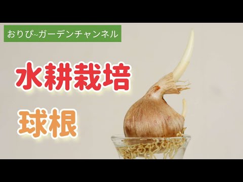 水なしで育てるの?それは可能です!ティエリー・ベルサック著