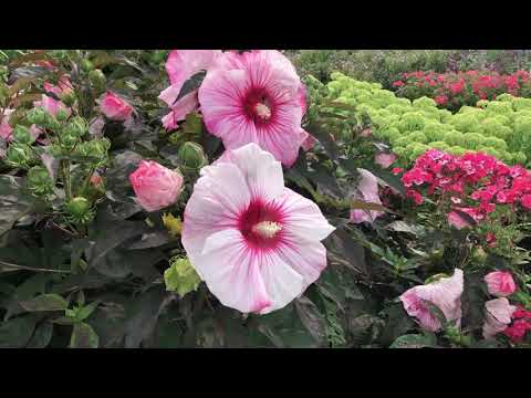 download lagu mp3 mp4 Hibiscus Cherry, download lagu Hibiscus Cherry gratis, unduh video klip Hibiscus Cherry