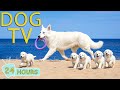 Dog TV Video To Keep Your Dog Entertained Stress Free When Home Alone Collection Music For Dogs