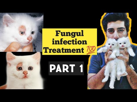 Treatment of Fungal Infection in Cats & Dogs | Ringworm In Cats | Fungal infection Causes & Symptoms