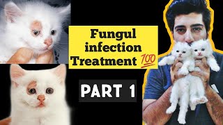 Treatment of Fungal Infection in Cats & Dogs | Ringworm In Cats | Fungal infection Causes & Symptoms