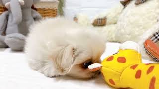 ペキニーズの動画02