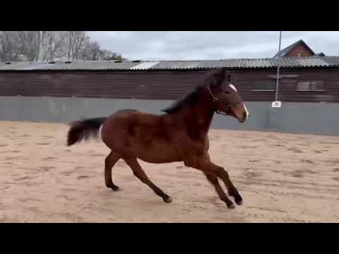 Grafenstolz Filly 2021