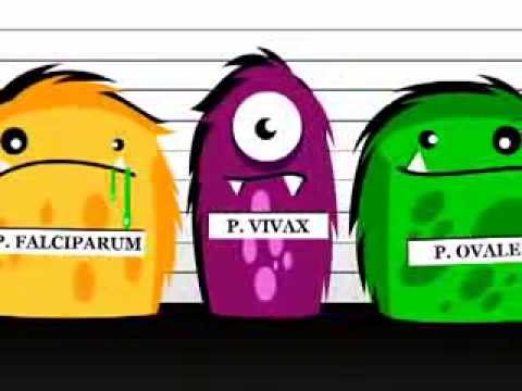 Ci può essere a vermi di una picca Come uccidere un parassita e vermi a.