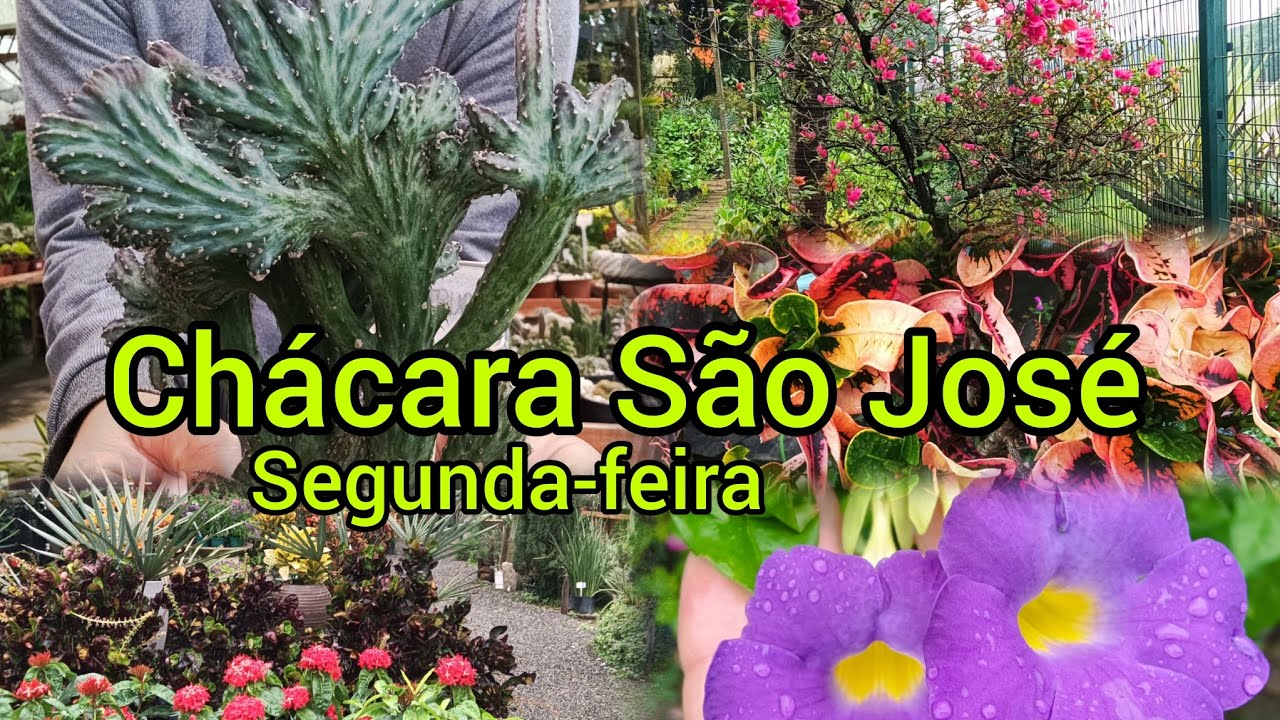 COM CHUVA O COLORIDO DAS PLANTAS FICA AINDA MAIS EXUBERANTE 😅