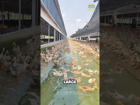 How do Chinese people raise ducks? #duck #duckfarm #eggfarm #shorts