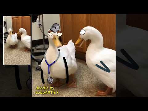 Ducktor and Special kind of patient (PIP version)