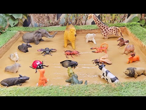 Unlocking the Hidden Treasures of the Forest and Zoo Animals for Kids