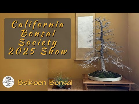 67th California Bonsai Society (CBS) 2025 Show - Bonsai Exhibition - Baikoen Bonsai Club