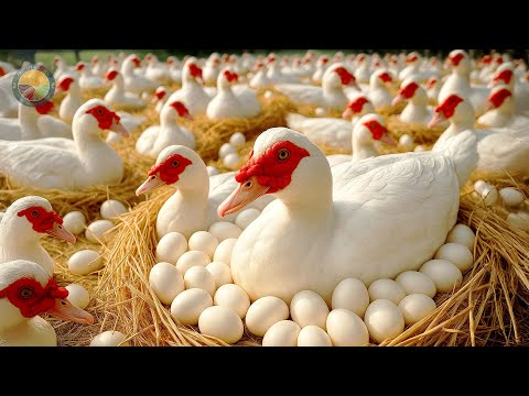 How Farmers Raise 2,000 Muscovy Ducks for Eggs – Muscovy Duck Farm | Farming Documentary