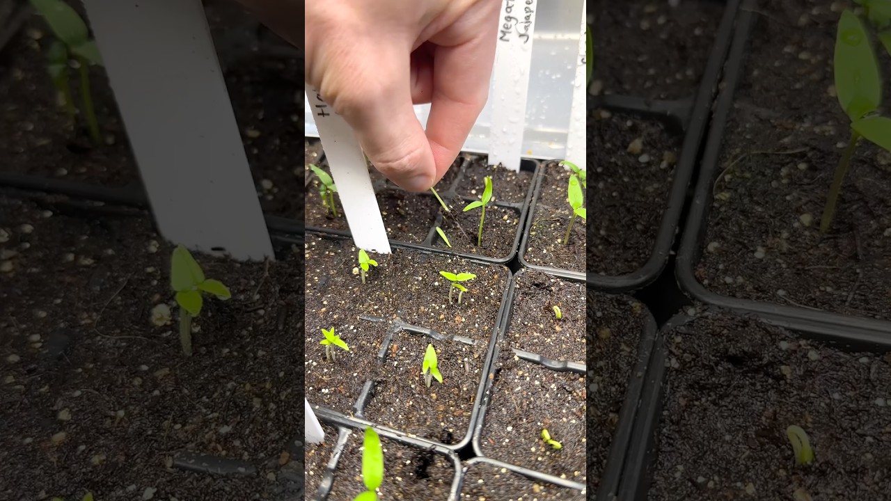 Do this now for your pepper seedlings 🌶️