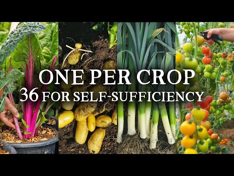 Top 36 Veggies for Self-Sufficiency: My Best Variety Picks