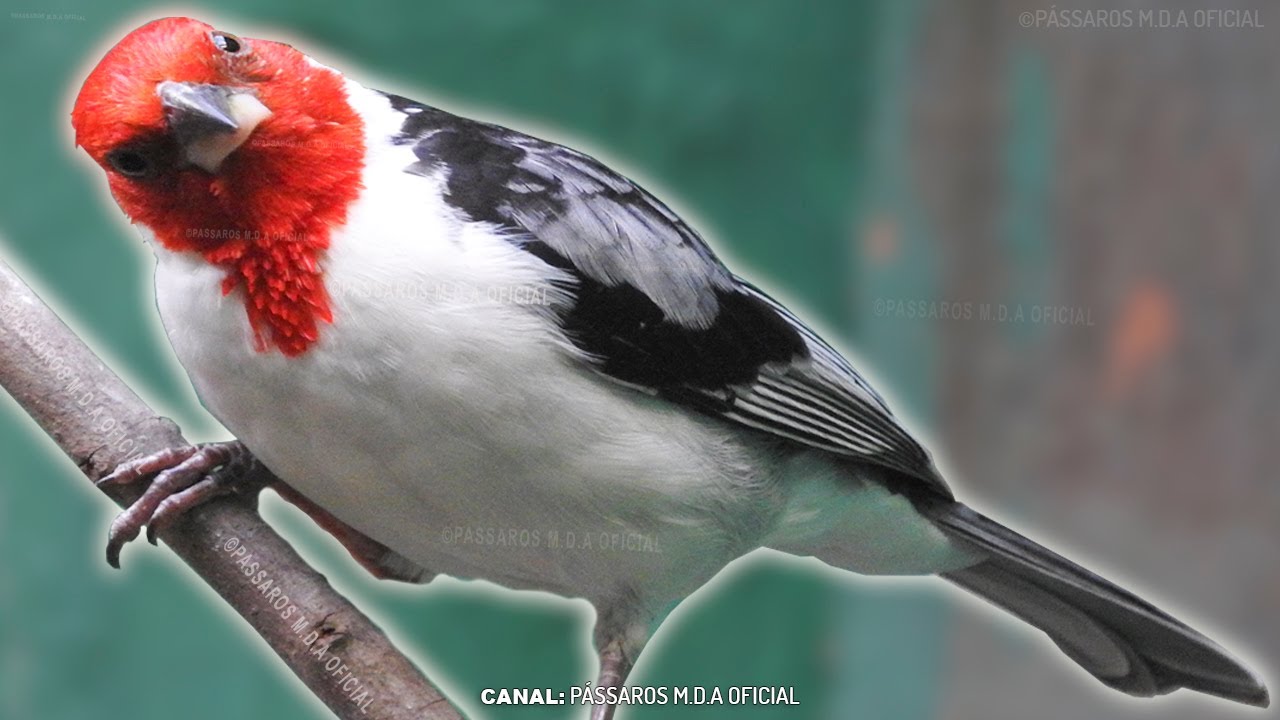 Galo-de-Campina Fêmea Piadeira batendo fogo  | Levanta Fogo de Campina Frio em 25 minutos 12/21 !